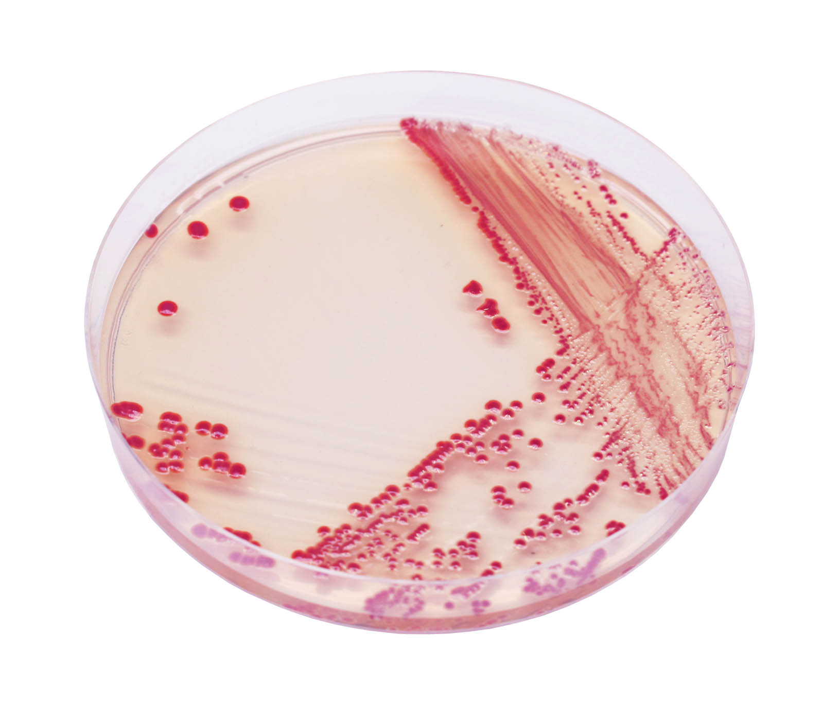 ХРОМОГЕННЕ СЕРЕДОВИЩЕ ДЛЯ ВИДІЛЕННЯ Acinetobacter spp. / CHROM Acinetobacter, Sanimed-M